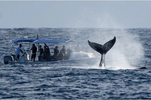 Donqar balinanın rekord qıran marşrutu: 13 min kilometrlik səyahət!