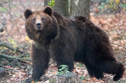 Laçında ayılar belə görüntüləndi - VİDEO