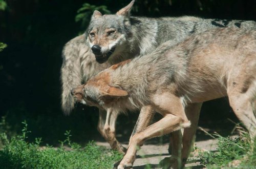 Azərbaycanda canavarlar sakinlərə hücum etdilər - Xəsarət alanlar var