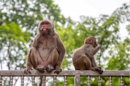Avstraliyada erkək meymunların sterilizasiyasına qərar verilib