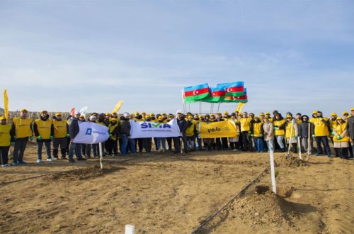 Yelo Bank dedi və etdi: hər müştəri üçün bir ağac!