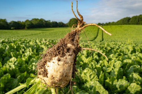 İmişlidə şəkər çuğundurunun yığımında məhsuldarlıq qeydə alınıb