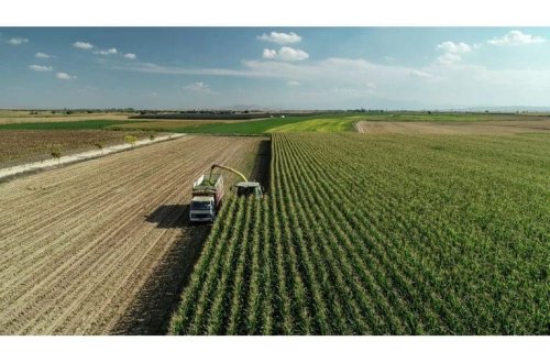 Qarğıdalı tarlasında xəzinə tapdı