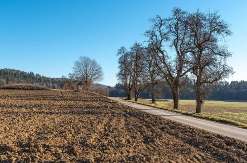 Azərbaycanda dincə qoyulmuş torpaq sahələrinə və camış balasına görə subsidiya veriləcək