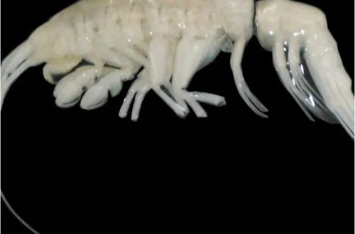 Dərin dənizlərin yeni yırtıcısı: Kabus kimi görünür! 