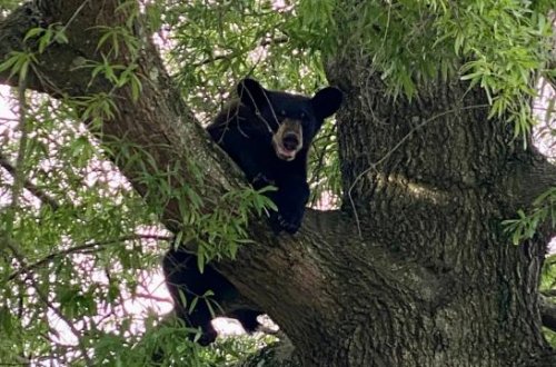 Güllələnmiş ayı ovçunun üzərinə düşərək onu öldürdü