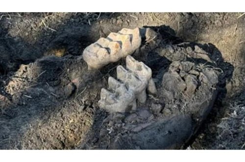 Tarix sizin həyətinizdə yatmış ola bilər: Amerikalı adam nəsli kəsilmiş heyvan qalıqları tapdı!