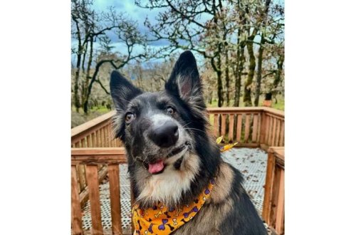 Asimmetrik siması ilə diqqət çəkib: Onu Pikassonun əsərləri ilə müqayisə ediblər