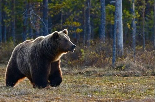 Yaponiyada ayı hücumlarına görə ov qanunları yumşaldılır
