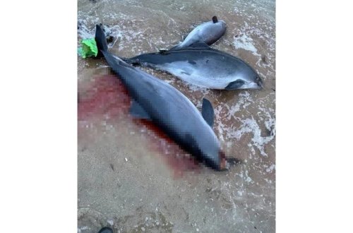 Neft tankeri batıb: Rusiya sahillərində 19 delfin ölü tapılıb