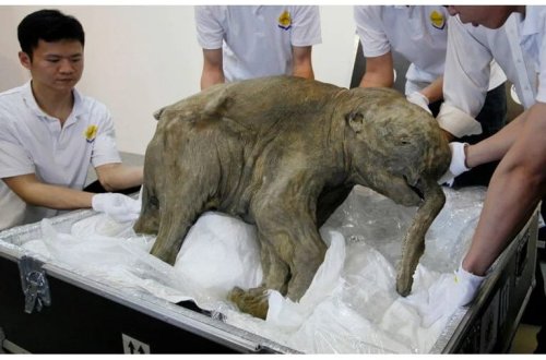 Donmuş torpaqda qeyri-adi tapıntı: 50 min il qorunub saxlanılıb