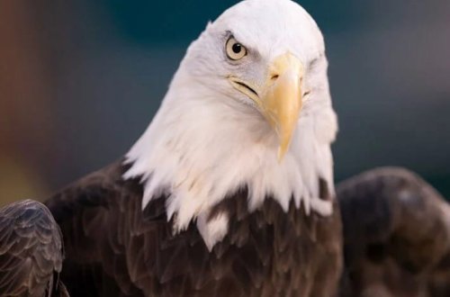 Güc və qüdrət simvolu: Keçəl qartal ABŞ-ın milli quşu oldu