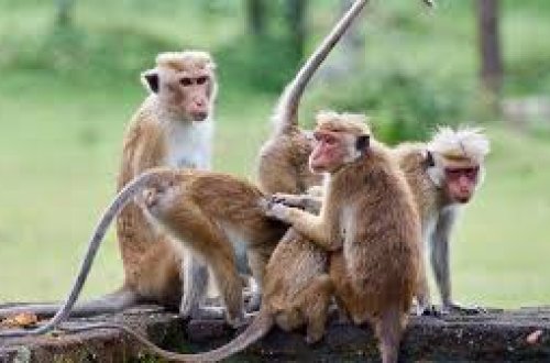 Hindistanda aqressiv meymunlar kəndi 