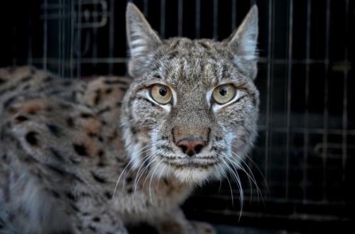 ABŞ heyvan sığınacağında quş qripi 20 böyük pişiyi öldürüb