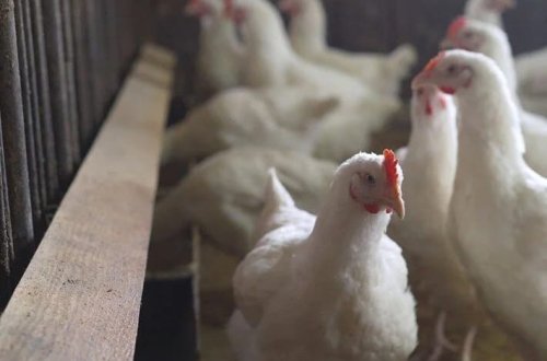 Quş qripi virusunda ilk mutasiya: Ev pişiklərinə də keçib