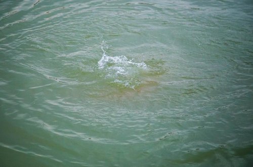 Doqquz gün əvvəl Kürdə batan yeniyetmə qızın meyiti tapılıb