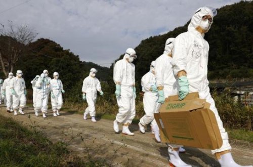 Yaponiyada quş qripi həyəcanı: Ölən toyuqların sayı 1,7 milyona yüksəldi