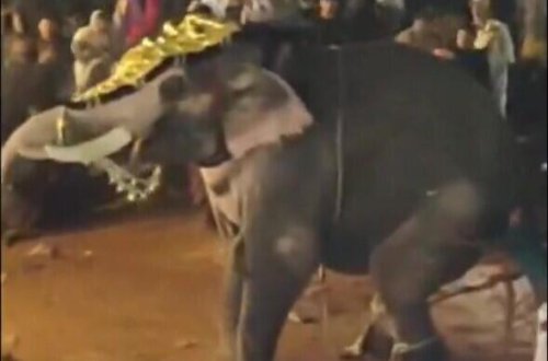 Fil festivalda insanlara hücum etdi: 17 yaralı var - VİDEO