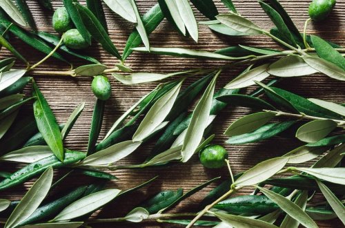 Alimlər zeytun yarpaqlarının qan təzyiqini aşağı salmağa kömək etdiyini müəyyən ediblər