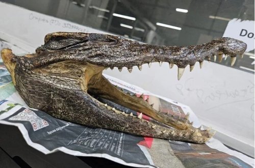 Çamadanında timsah kəlləsi tapılıb saxlanıldı!