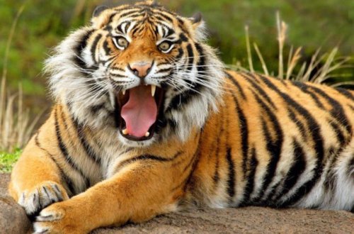 Rusiyada qorxunc hadisə: Pələng insanı parçaladı