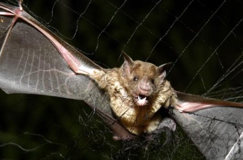 ÜST: Tanzaniyada Marburq virusundan 8 nəfər ölüb