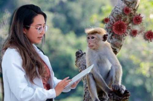 Professordan meymunçiçəyi xəbərdarlığı: 