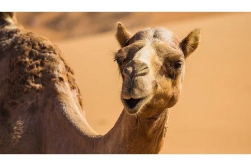 Dəvə gözəllik yarışmasında botoks böhranı!