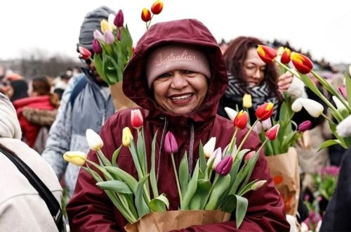 Hollandiyada lalə mövsümü həyəcanı başlayıb