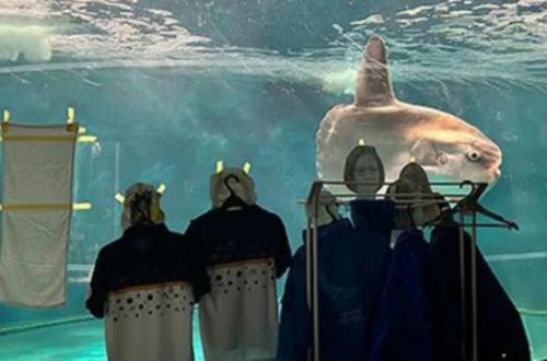 Günəş balığının tənhalığının dərmanı karton adamlarla tapıldı