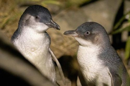 Pinqvinlərin boşanması bütün koloniyaya təsir edir