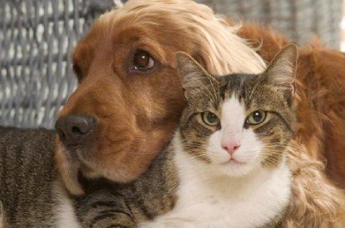 Quş qripi halları artdıqca, bəzi ev heyvanları üçün qidalar risk altındadır