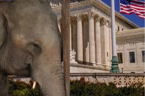 ABŞ Məhkəməsindən maraqlı açıqlama: Fillər insan deyil