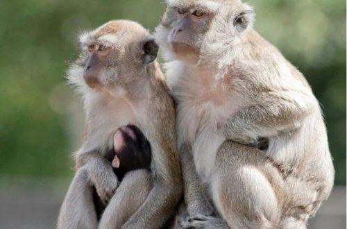 Araşdırma müəssisəsindən qaçan 43 meymun tutuldu