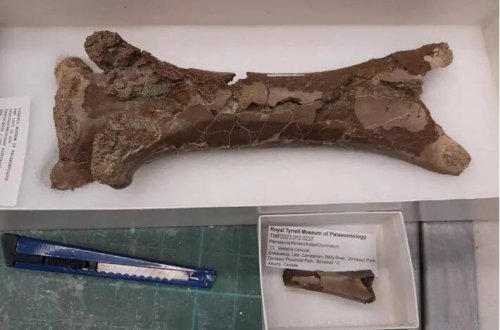 76 milyon illik qətlin üstü açıldı