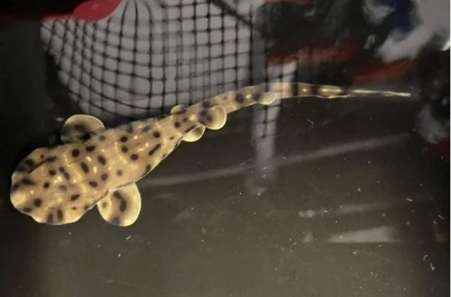 ABŞ-da möcüzəli doğuş: Akvariumda erkəksiz körpə doğulub