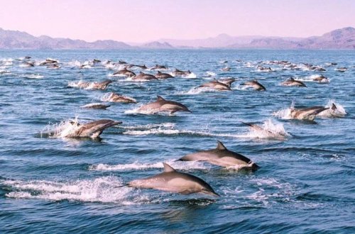 Kaliforniyada super sürü: 1500 delfin ziyafət keçirir 