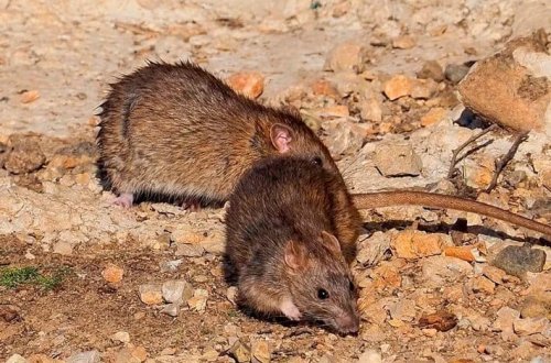 Şəhərlərdə siçovulların çoxalmasının səbəbi məlum olub