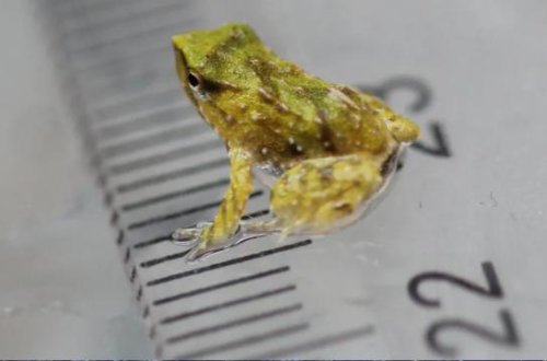 Nəsli kəsilməkdə olan qurbağalar 11 min kilometr yol qət edərək bala verdilər