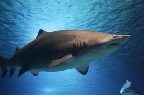 Avstraliyada 17 yaşlı qız köpək balığının hücumu nəticəsində ölüb