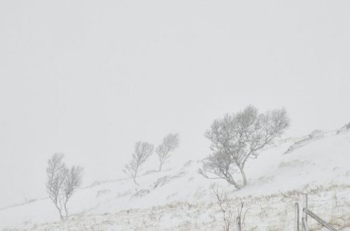 Yaponiyada güclü qar insan tələfatına səbəb olub, bir neçə nəfər xəsarət alıb