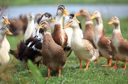 Çikaqoda quş qripi xəbərdarlığı: Yüzlərlə ördək xəstə və ölü tapıldı