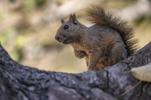 Dələ minlərlə insanı və müəssisəni işıqsız qoydu