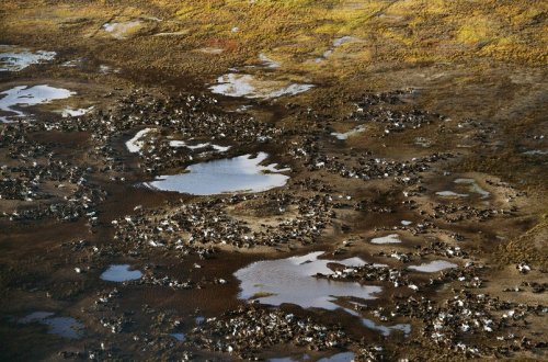 Alimlər: 2100-cü ilə qədər Arktikada köklü dəyişikliklər olacaq