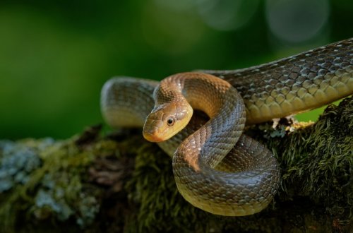 Böyük Britaniyada 300 min il öncə adalarda yoxa çıxmış ilanlar tapılıb