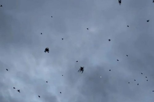Göydə hörümçək yağışı: Alimlər səbəbini açıqladılar