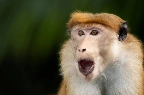 Transformatora meymun girərək bütün ölkənin elektrik enerjisini kəsib