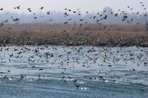 ABŞ-nin bəzi ştatlarından Azərbaycana quşçuluq məhsullarının gətirilməsinə məhdudiyyət qoyulub