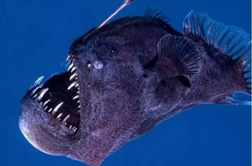 Nemonun okean canavarı ilk dəfə gün işığında göründü