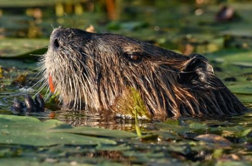 Səkkiz qunduz hökumətin milyon dollarlıq bənd planını həyata keçirdi